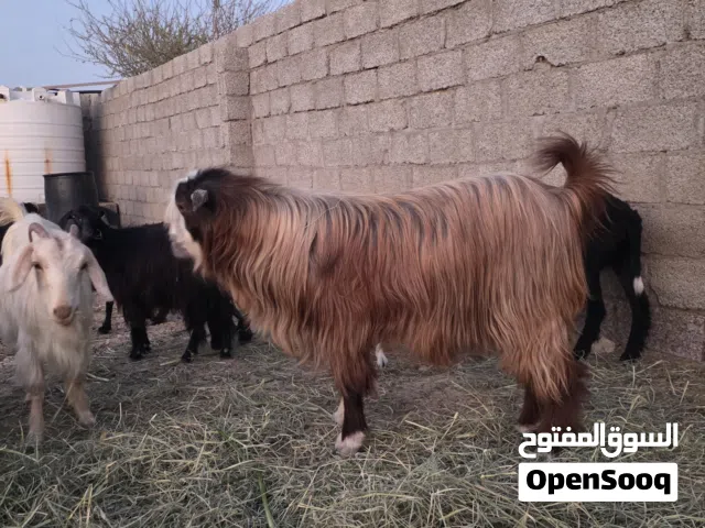 تيس مد وطول