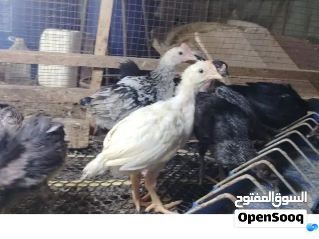 صيصان بلدي للبيع بسعر مغري