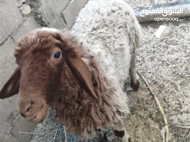 نعجه لبيع مكان ابو الخصيب البهادريه
