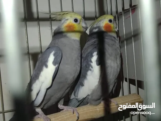 ذكرين كوكتيل مع قفص كاسكو جوز حب تحتهم اربع فراخ صحه ونظافه والسعر 70