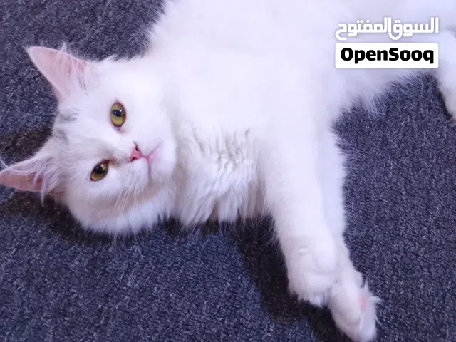 قطه شيرازي للتبني لعدم التفرغ