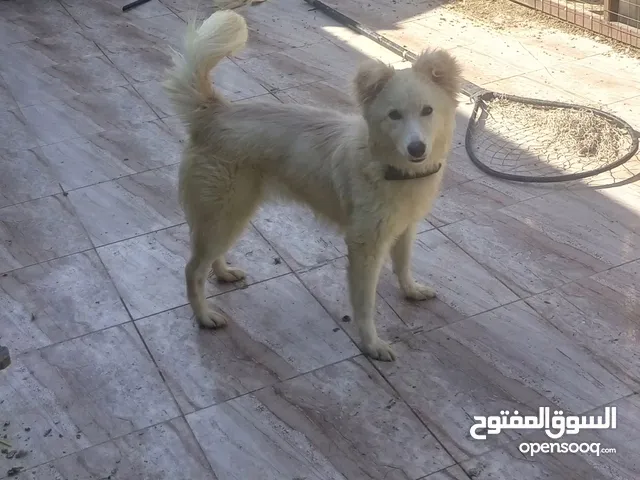 عرض للبيع فرنسي البيع