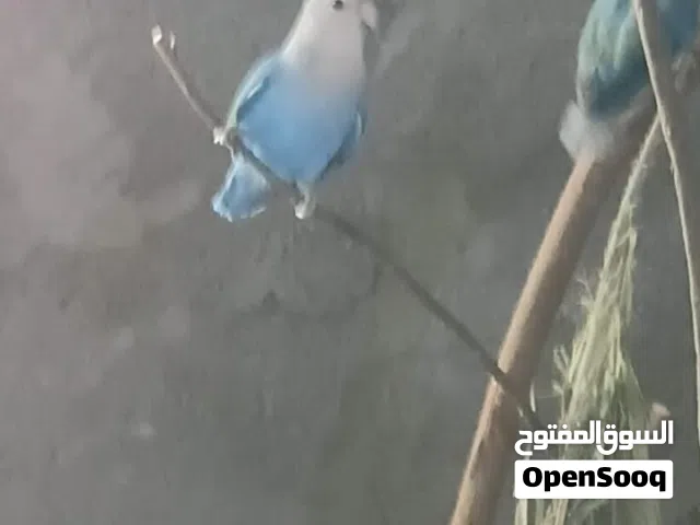 سلام عليكم زوز كوبيات روز للبيع امصوقرات بي الموس ربي ايبارك كوبيه تحتها اربعه دحيات وكوبيه كيف اتلف