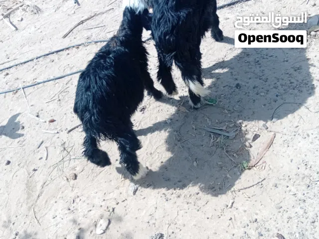 للبيع ثلاث حملات نجديات وسخله من حلال الرحوب..