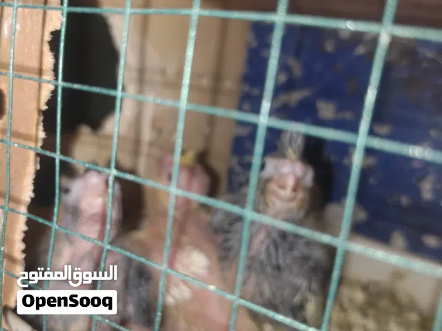 سلام عليكم شباب كوكتيل فراخ سعره 25قفل