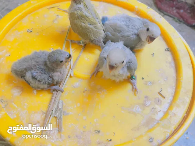 ترويض بردكيلو