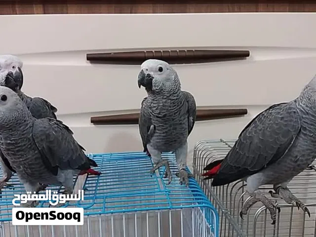 كاسكو افريقي