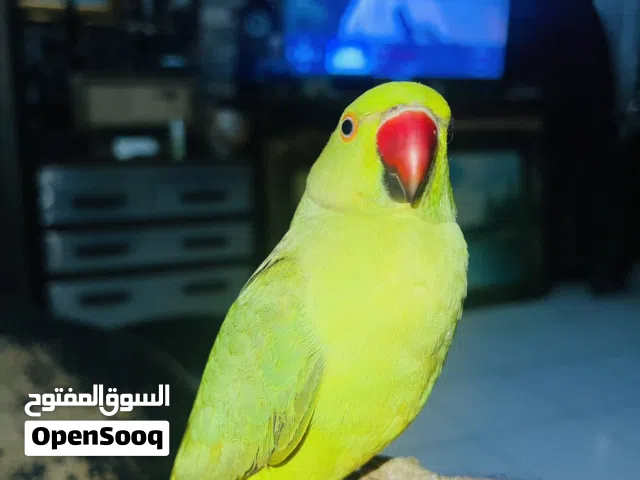 ببغاء الدرة الهندي ذكر العمر 3 اشهر اليف