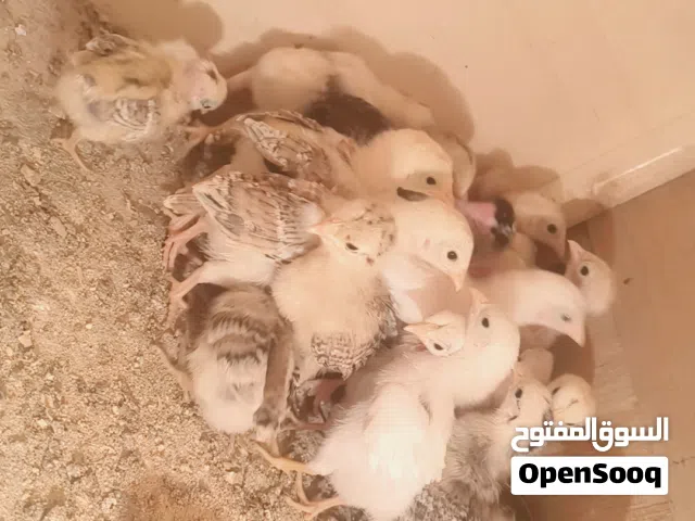 متاح افراخ عرب وابو اركيبه