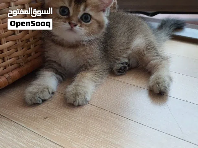 سكوتش ستريت ذكر و انثى