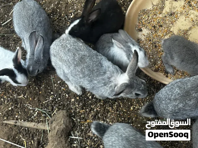 للبيع فقط آلموقع جعلان بني بوحسن