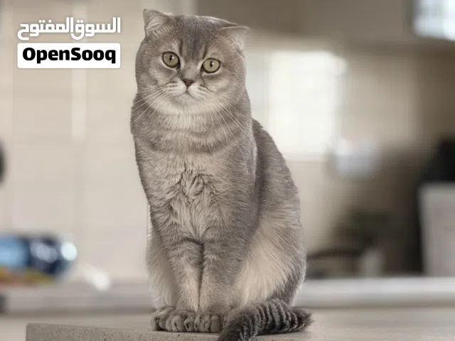 بريتش ذكر جميل جداا