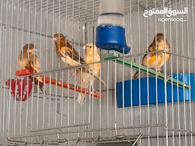 متاح 4 افراخ فطم شهر حبه طويله ما شاء الله عليهم