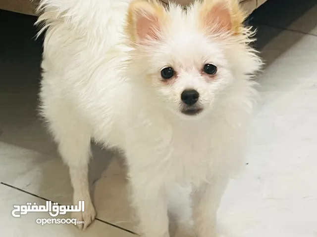 انثى بوميرينيان 7 اشهر Pomeranian Female 7 Months