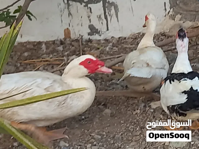 للبيع بط مصر  الذكر 4 ريال الأنثى 3 ريال