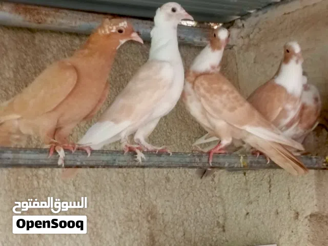 حمام صفر مخاليف للبيع