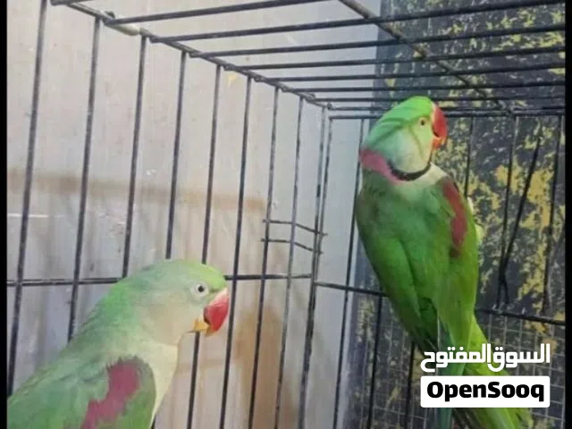 ببغاء دره كساندرا