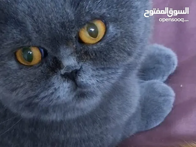 قطه سكوتش فولد بريطاني . مفقوده  حسبنا الله ونعم الوكيل باللي اخذها ولقاها وما بده يرجعها .