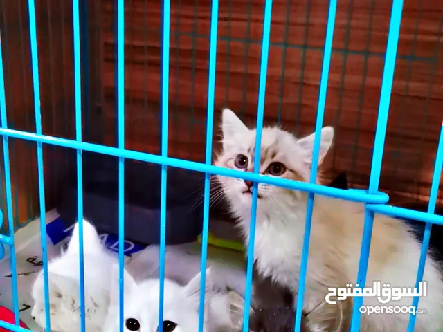 قطط شيرازي+همالايا للبيع
