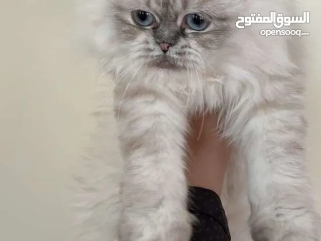 Male Scottish Fold NS11