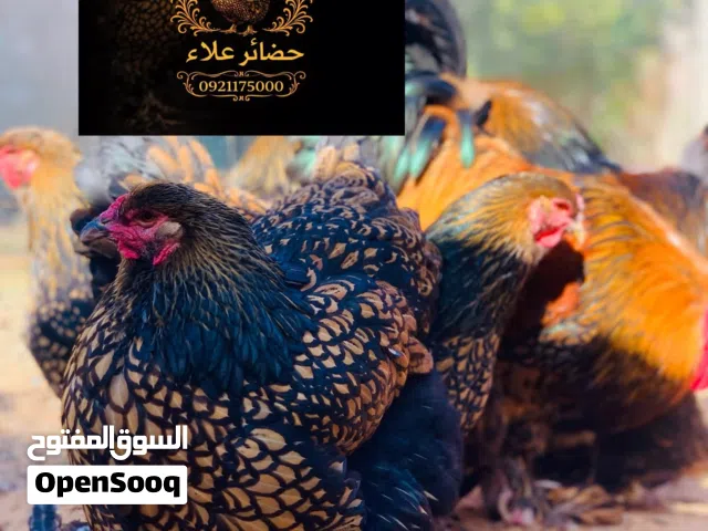 فلاليس براهما سبرايت درجة اولى