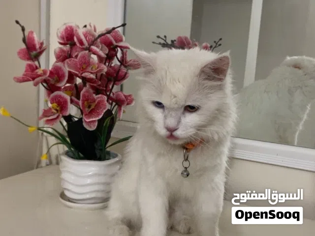 قط أبيض طويل الشعر للبيع