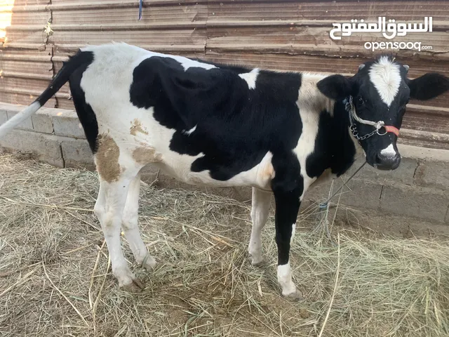 بجر حلوه وسمينه فارقه ما مركبه سعرها 1.850 الف مكاني بصره شط ألعرب الكباسي