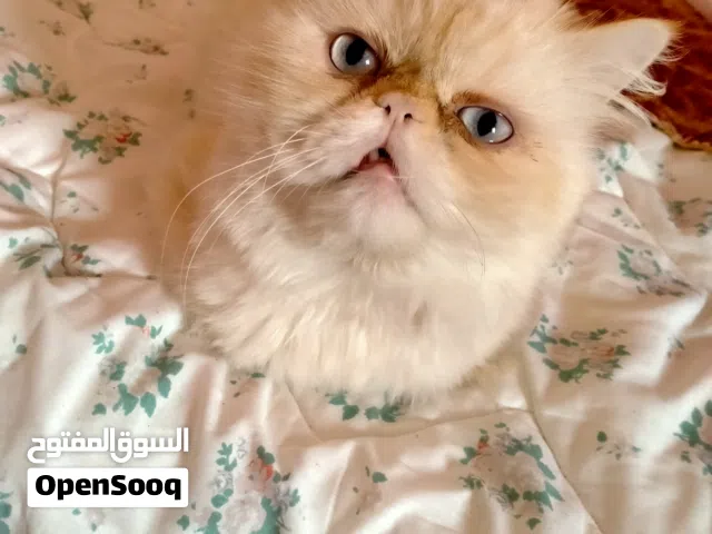 قط هيمالايا اورنج زورار للزواج