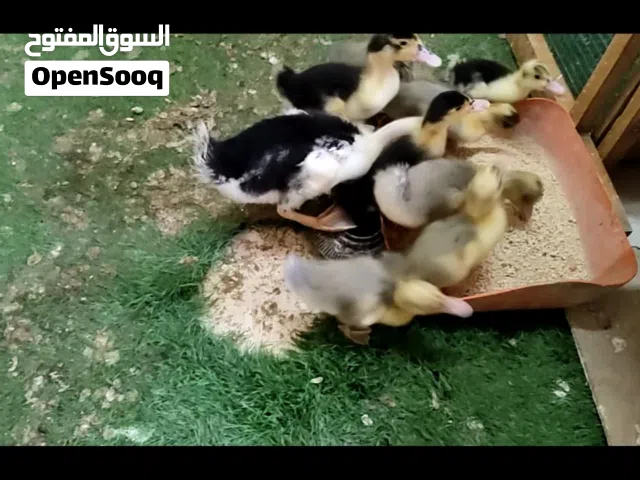 بط انتاج عماني