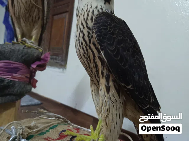 صقر شاهين للبيع