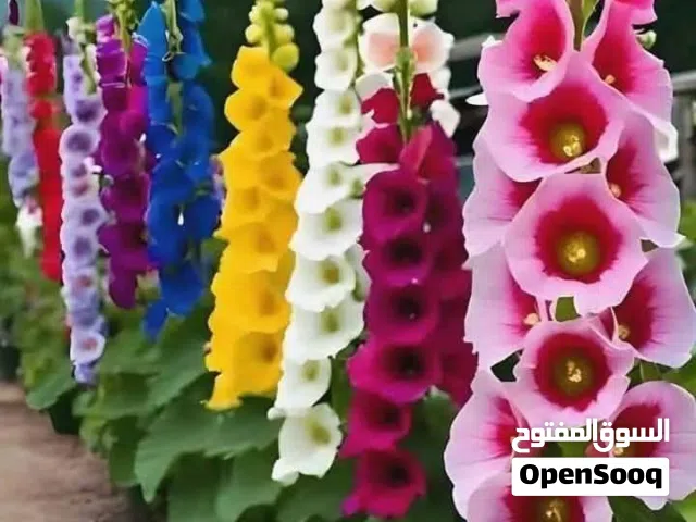 قطعة ارض للبيع في شفابدران خلف الترخيص 500م شارع 12م معبد حي فلل حديثه