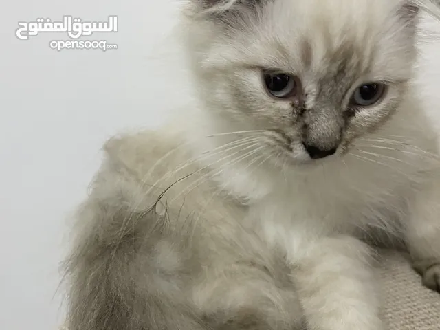 قطه انتى للبيع