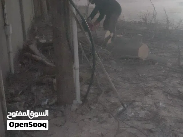يوجد خدمة وتنظيف الاشجار والنخل بالمنشار البنزين داخل طرابلس مع توفير العمال والنقل لدينا