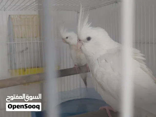 السلام عليكم كوكتيل ابينو  اليفه وفحل عين حمره والشراي لا يتعبني
