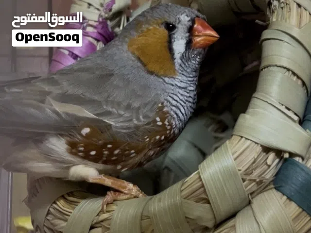 متاح فنجس مكس