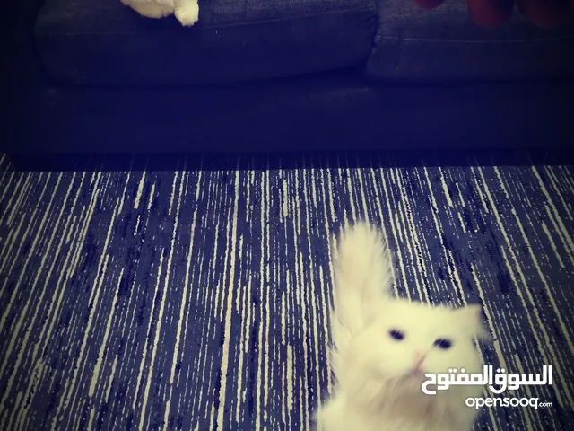 قطط شيرازي ذكروأنثى