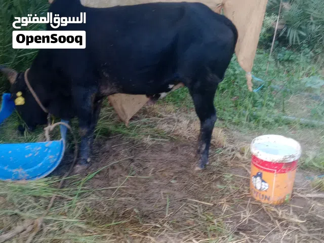 للبيع ثور ...