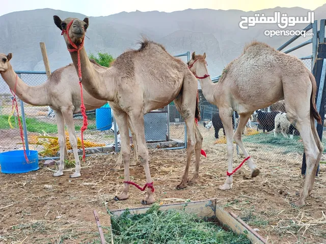 للبيع قعدان عقاير سمان ونظيفات وخاليات من العذاريب ما مركوضات