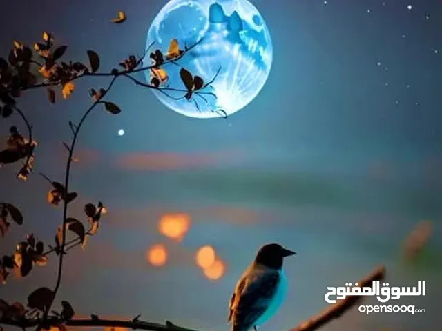 غاز فرن للبيع  5عيون
