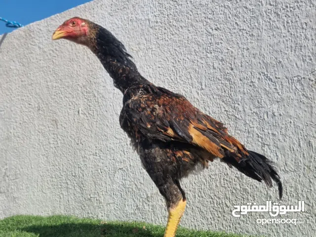 نوع شامو ألماني عمره 3 أشهر