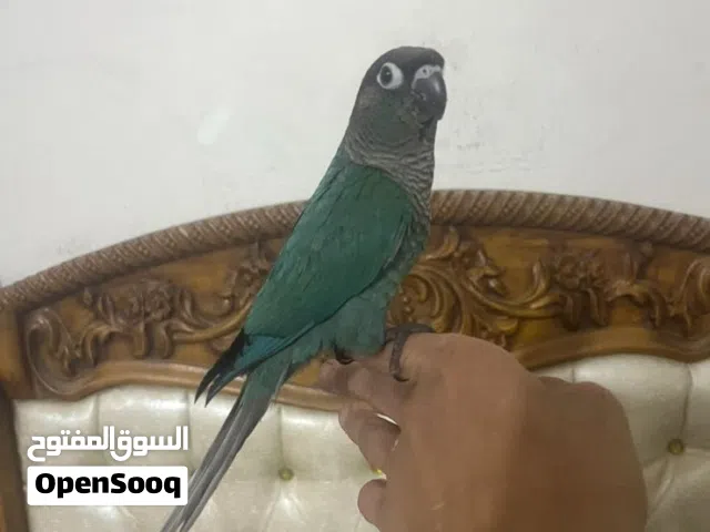 سلام عليكم كنيور تركوازي صحه جيده الطير مال بيت رقمي موجود وتساب