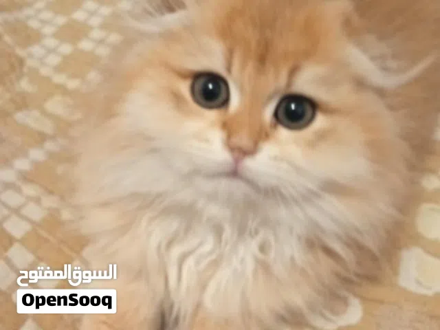 شموسه قطه انثى