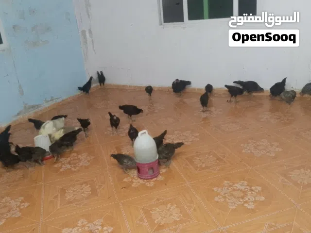 دجاج بلدي للبيع نظافه فل الفل وموخذين جميع التطعيم أعمارهم 5 شهور