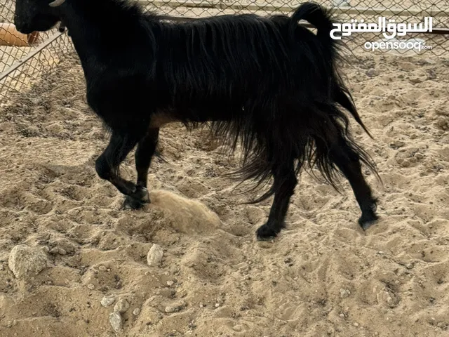 تيس ( الدار) عمره سنتين