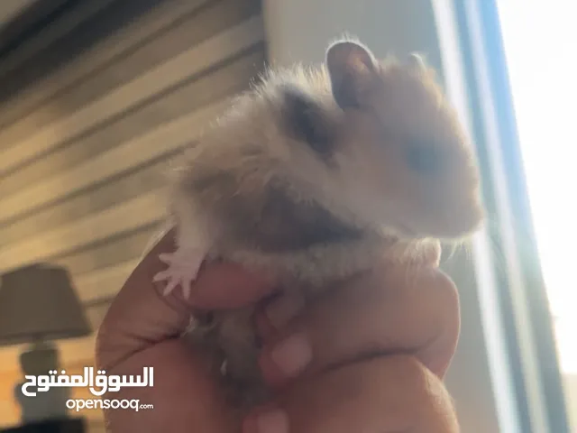 هامستر كامل اغراضه قفص ونشاره وبودره واكل