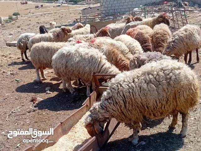 بسم الله وعلى بركة الله نبدأ بصلاة عل رسول الله عروضنا اليوم عن جميع دباح بلدي عقايق ونذر ولمنسابات