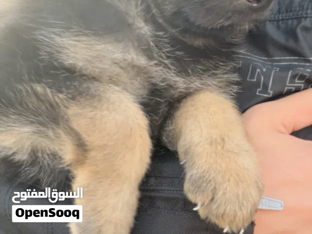كلبه German Sheperd أنثى