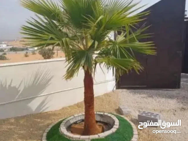 نخل واشنطن زينه بجميع مقاساته المختلفه
