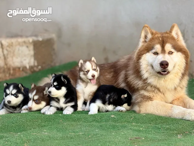 جراو هاسكي مالموت الاسكا