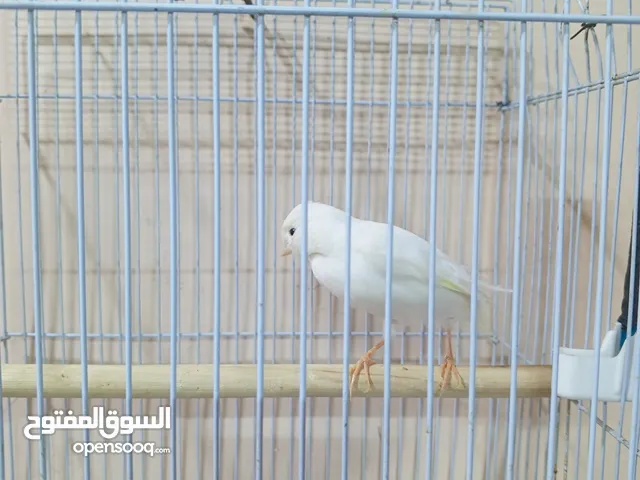كناري فحل ابيض